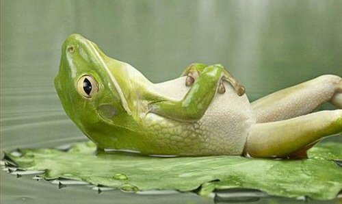Picture of Frog