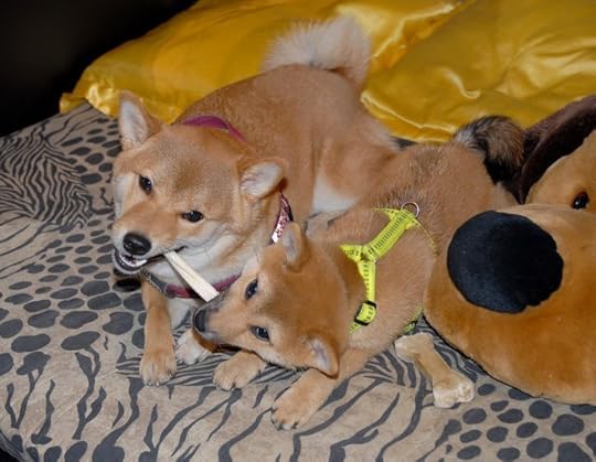 Yumi & Chichi