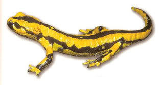 Fire salamander 2 Pictures, Images and Photos