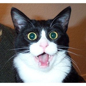 Shocked Kitty