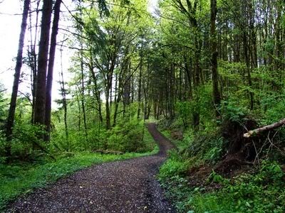 the path Pictures, Images and Photos