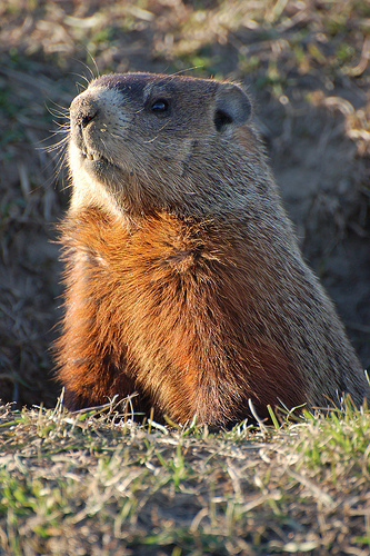 groundhog