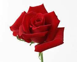 red rose