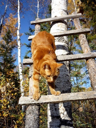 Marigold Ladder Oct 2012 photo MarigoldLadderOct-1-2012.jpg