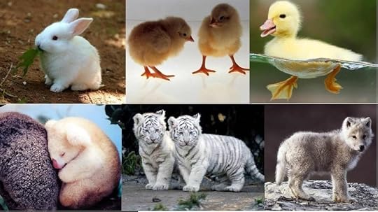  photo babyanimals_zpsc1f753b5.jpg