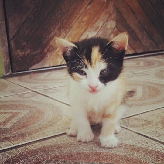 Prada photo 70884492917e11e2982122000a1f8c32_7.jpg