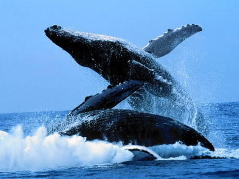  photo humpback_zps309fbaca.jpg