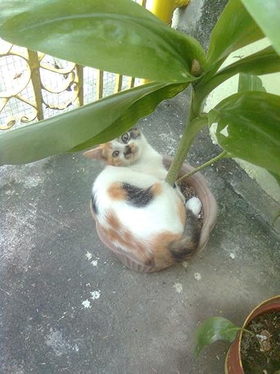  photo bitchthepottedcat_zps6ee0ea24.jpg