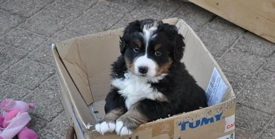 puppies photo: 6 weeks old MissPink6weeks_zps5589c50d.jpg