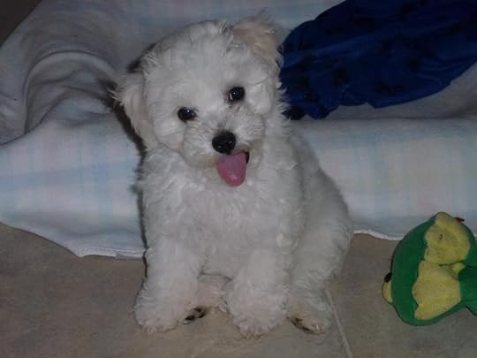 puppies photo: Benji 12wk 2ndweekathomeBenji016_zps11aeb0bb.jpg