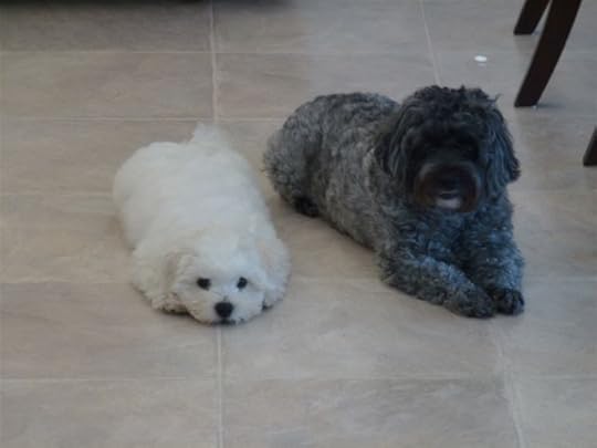 puppies photo: 2 Benji 12wk benjiandfriend_zps2f980c7a.jpg