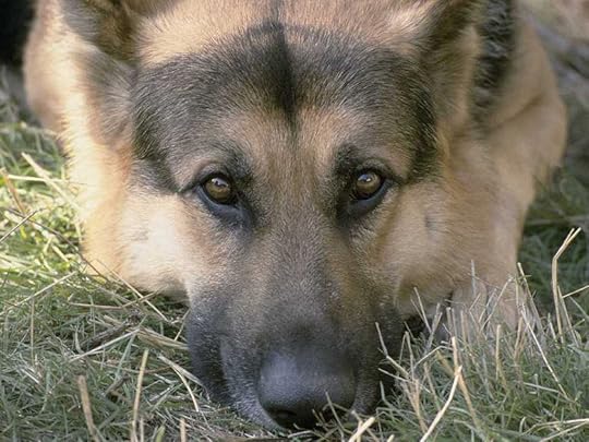 german shepard photo: Woof german-shepard.jpg