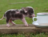 teacup pig photo: teacup pig piggy.jpg