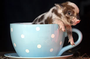 TEACUP PIG photo: Pig in a teacup teacup_pig.jpg