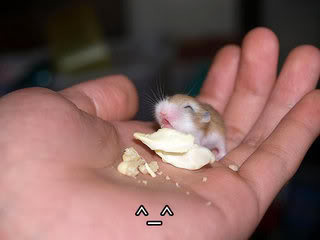 cute animals photo: CUTE-5.jpg
