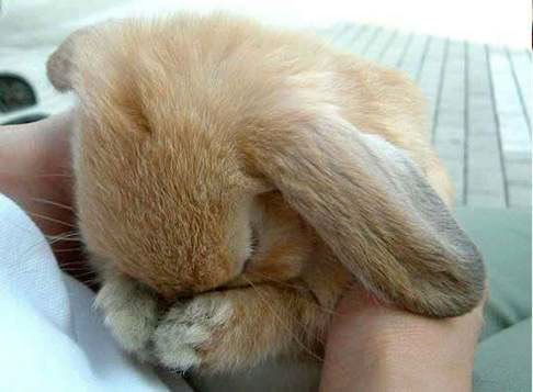 cute animals photo: animalcute04.jpg