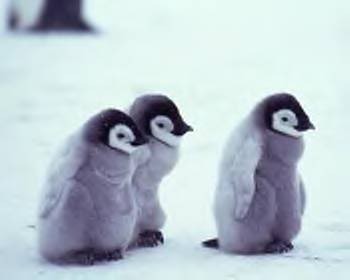 cute baby animals photo: cute baby_animals_035.jpg
