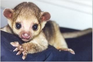 cute baby animals photo: Kinkajou Kinkajou-baby.jpg
