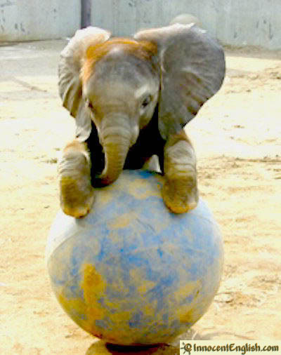 cute baby animals photo: cute-baby-elephant-playing.jpg