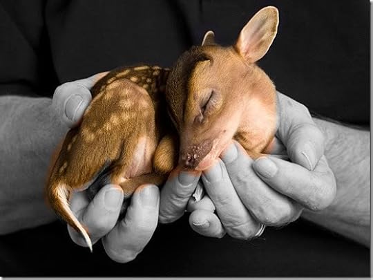 cute baby animals photo: Baby Deer cute-baby-deer-animals-photography.jpg