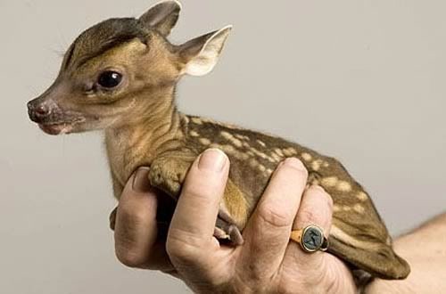 cute baby animals photo: tiny-baby-deer.jpg