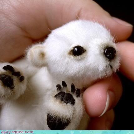 cute baby animals photo: baby polar bear babypolarbear.jpg