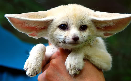 cute baby animals photo: animalll.jpg