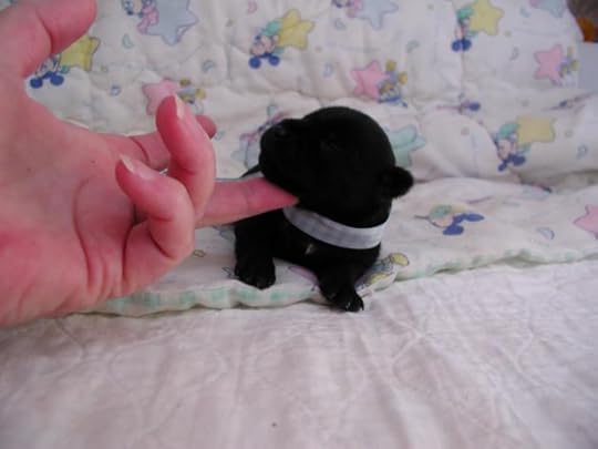 tiny puppies photo: tiny 10.jpg