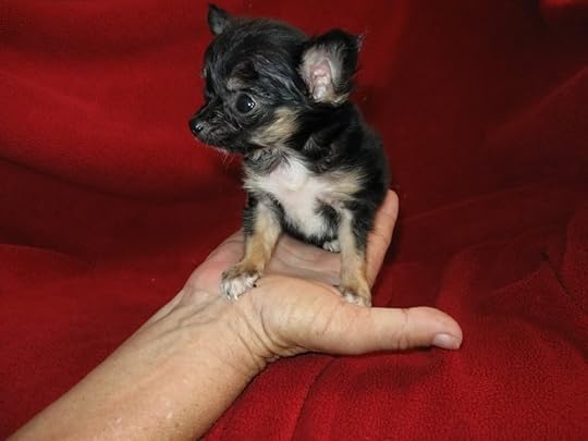 tiny puppies photo: MOZART TINY MALE $2500 MOZART7.jpg