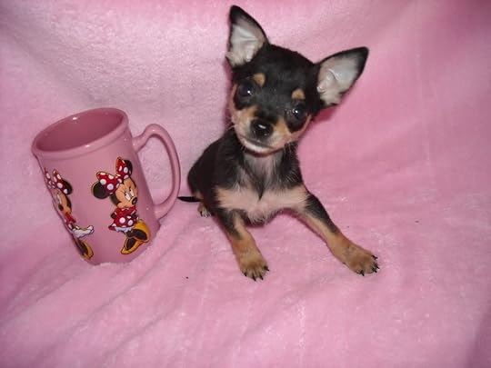 tiny puppies photo: Tiny Penelope $ 900 DSCN0271.jpg