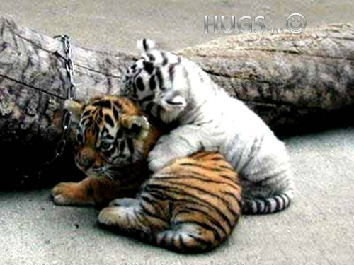 Hugs photo: HUGS HUGS.jpg