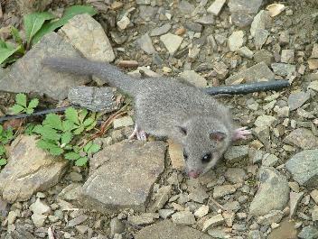  photo FluffyTailMouse_zps8acde24a.jpg