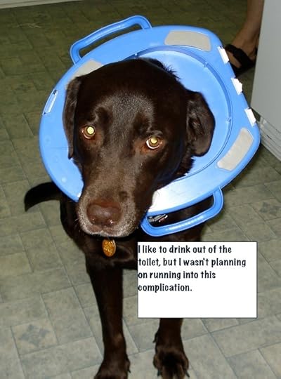  photo 1dogshaming22_zpsadaeefad.jpg