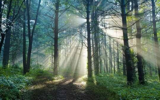 photo Summer-morning-nature-forest-trail-sun-light-rays_1920x1200.jpg