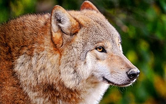 Collis' wolf