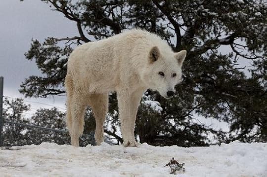 Pictures of Wild Spirit Wolf Sanctuary - Attraction Photos