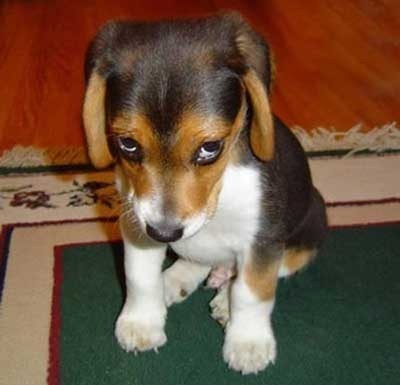 Tej's Guilty look