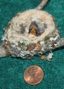  photo 82804128-ec7d-4b5d-8751-fc2005932e15_zpsa6dc0248.jpg