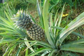 Pineannple plant photo Pineapple.jpg