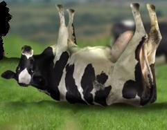  photo sacredcowtipping21_zpsec084c48.jpg