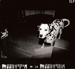 dalmatian photo: dalmatian dalmatian.jpg