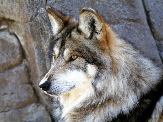 photo lukewolfform1_zps6c0832ae.jpg