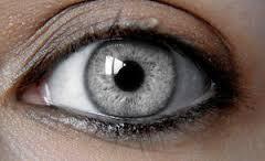  photo silvereyes2_zps444621ce.jpg