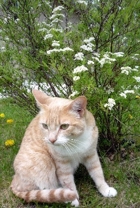  photo AngelShrubJun-6-13.jpg