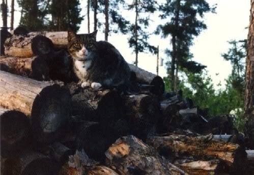 Log Pile Kitty photo LogpileKitty.jpg