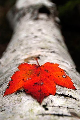 MAPLE LEAF
