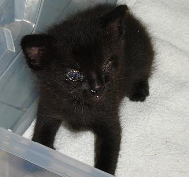 kitten photo: hi DSC036792.jpg