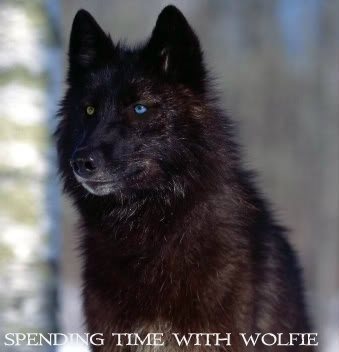 black wolf photo: black-wolf black-wolf.jpg