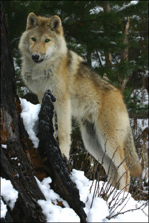  photo 12_zpsd887565b.jpg