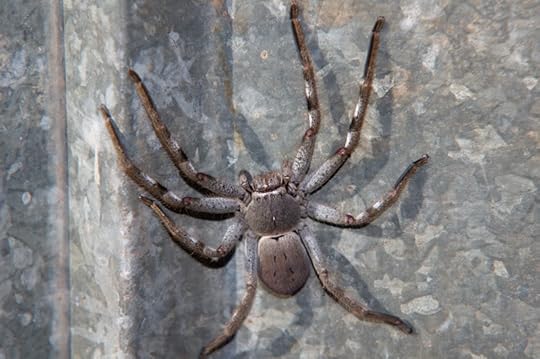 hunstman photo: Hunstman Spider-1 IMGP3991-800.jpg